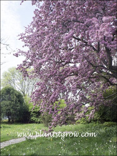 Hoppa Ornamental Crabapple (Malus)
(mid May)